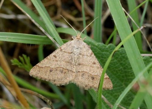Réf. 327 940 : Isturgia murinaria